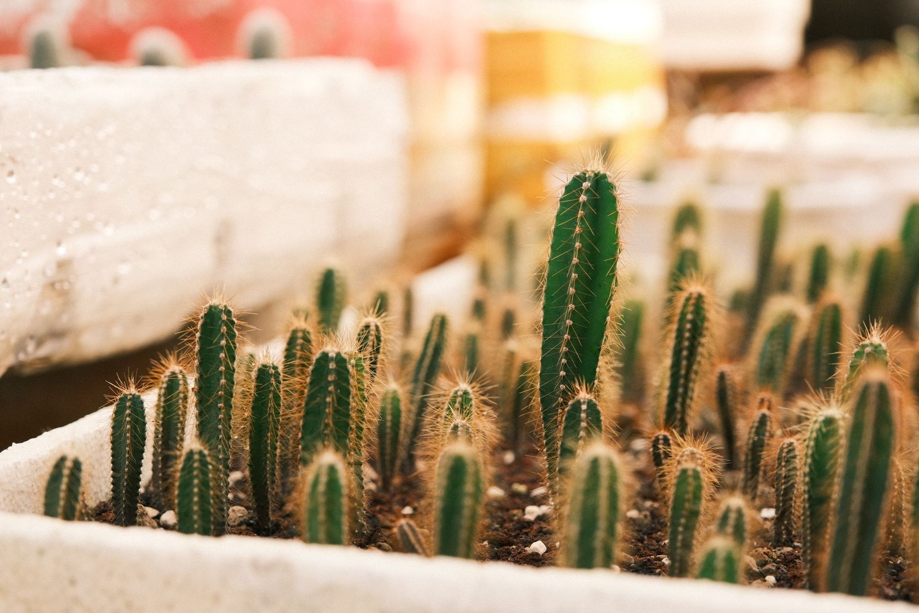 Desert xeriscape design in Buckeye, AZ